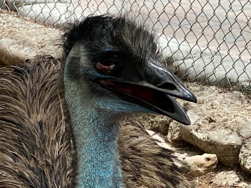 A Petting Zoo For Families