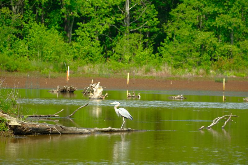 Conservation Success in an Urban Setting