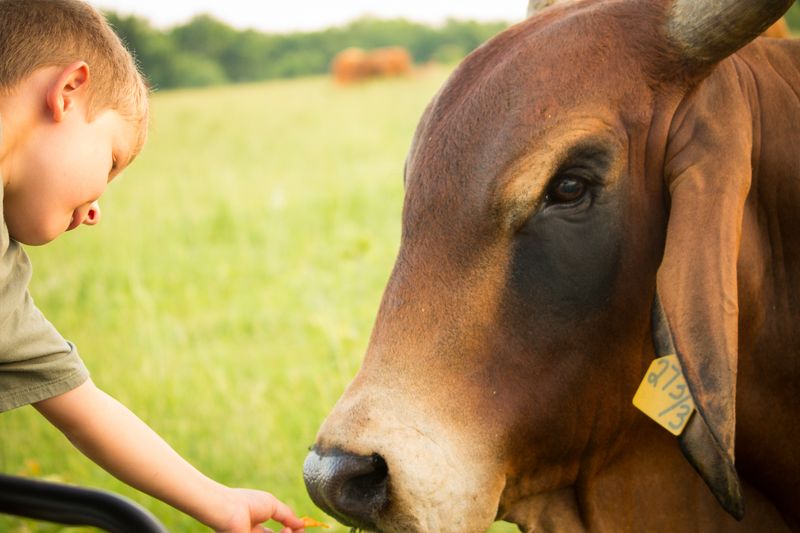 Families And Church Groups Making It A Tradition