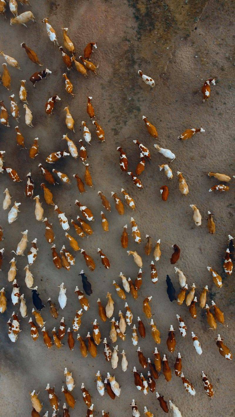 Livestock Can Panic From Drone Noise