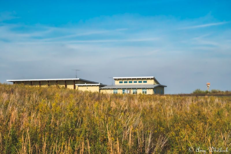 Sandhill Cranes Gather in Impressive Numbers During Migration Season