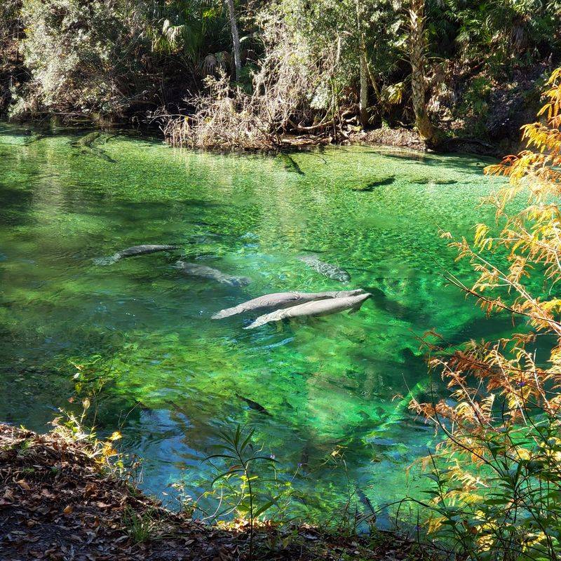 Manatees Congregate Like Clockwork Every Winter