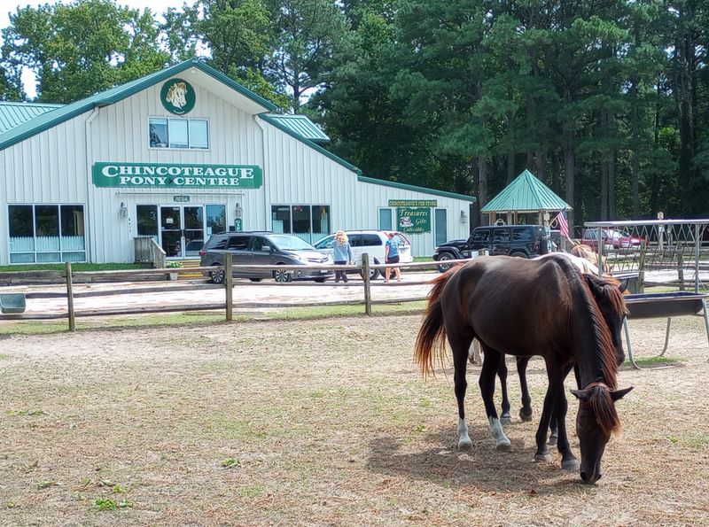 Chincoteague Island Pony Swim