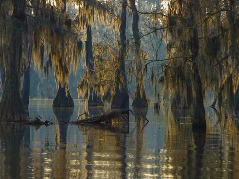 The Sounds That Don’t Match The Wildlife