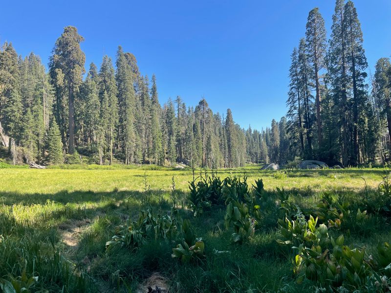 Big Trees Loop And Quiet Grove Trails