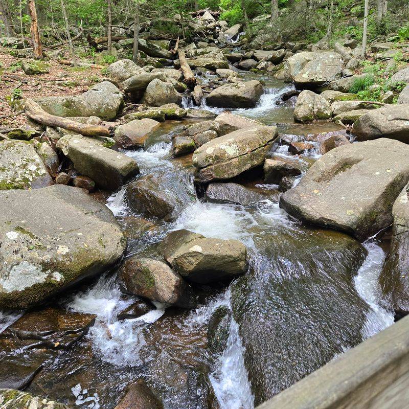 Dog-Friendly Policies Welcome Four-Legged Hiking Companions