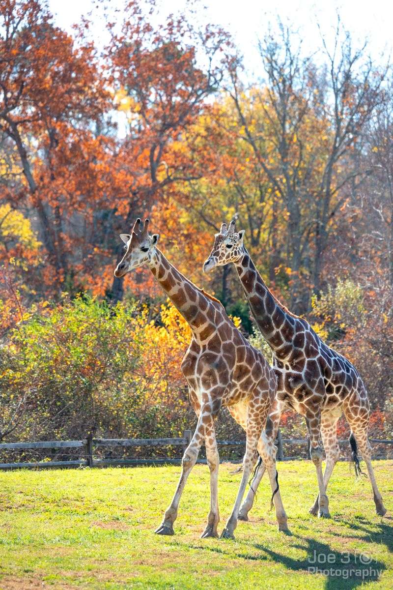 Over 500 Animals From Around The Globe Call This Place Home