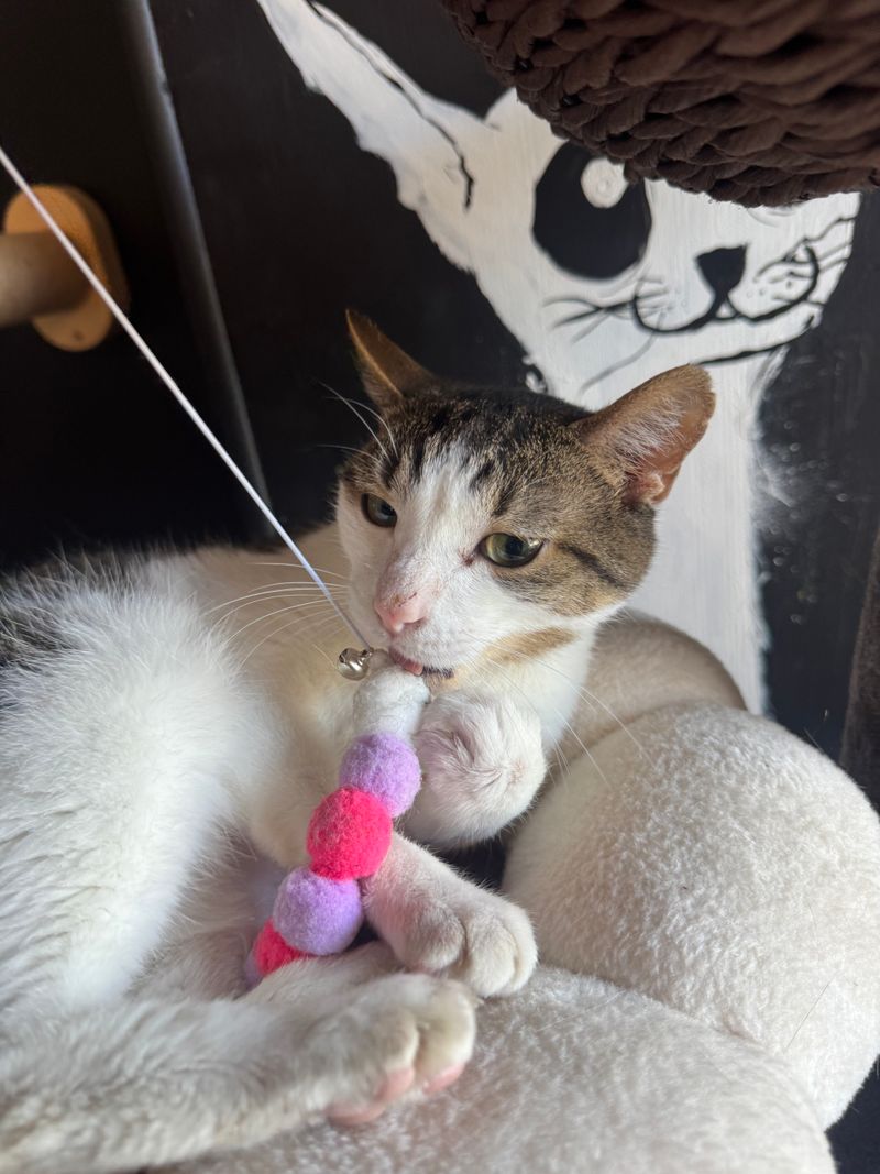 Cat Treats Make You Instant Feline Friends