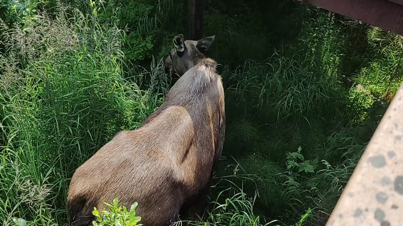 Wildlife Sharing The Road Without Warning