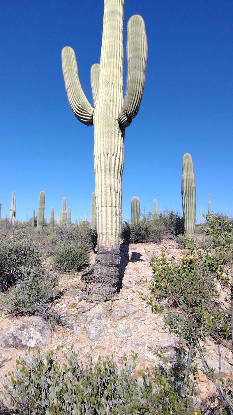 Desert Landscapes That Feel Vast And Untouched