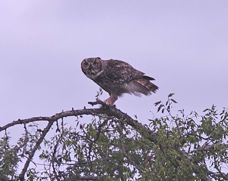 Bird Life Thrives in Unexpected Ways