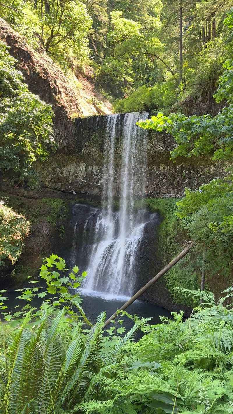 Lush Temperate Rainforest