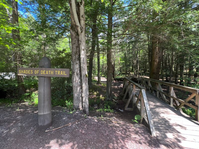 The Dense Tree Canopy Blocks Out All Light