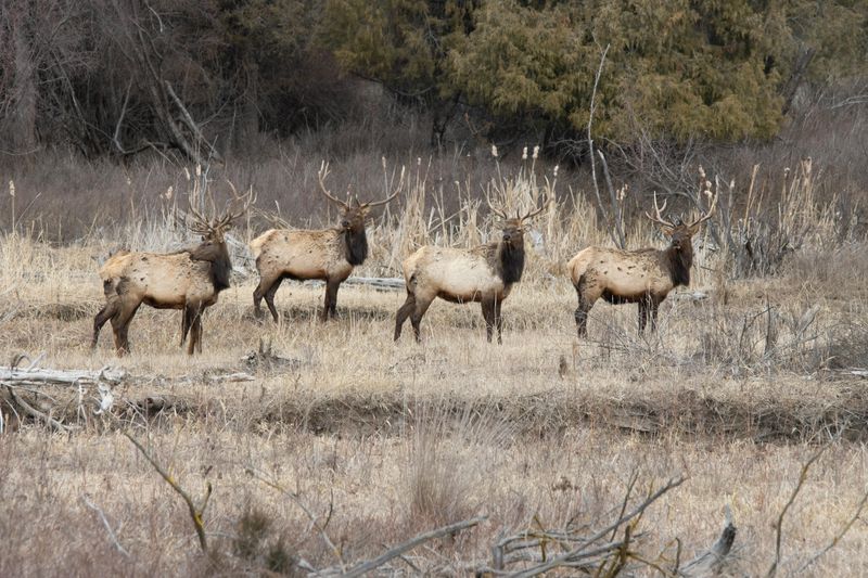 Wildlife Encounters Feel Real