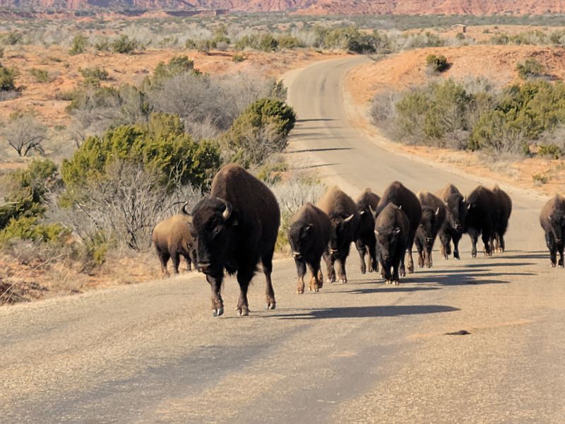 Caprock Canyons State Park, Quitaque