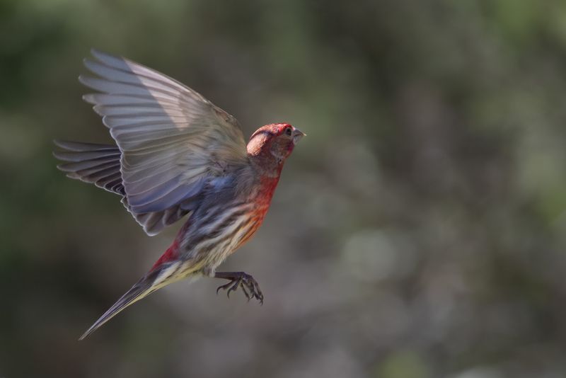 Acton Nature Center Offers Wild Education