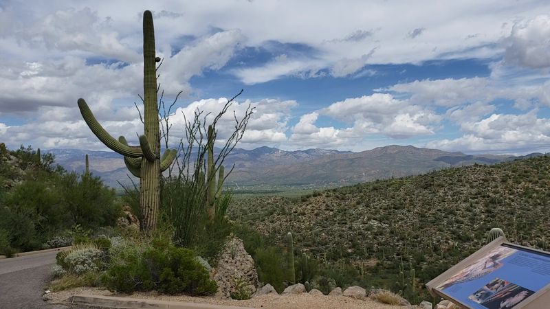 Saguaro National Park East