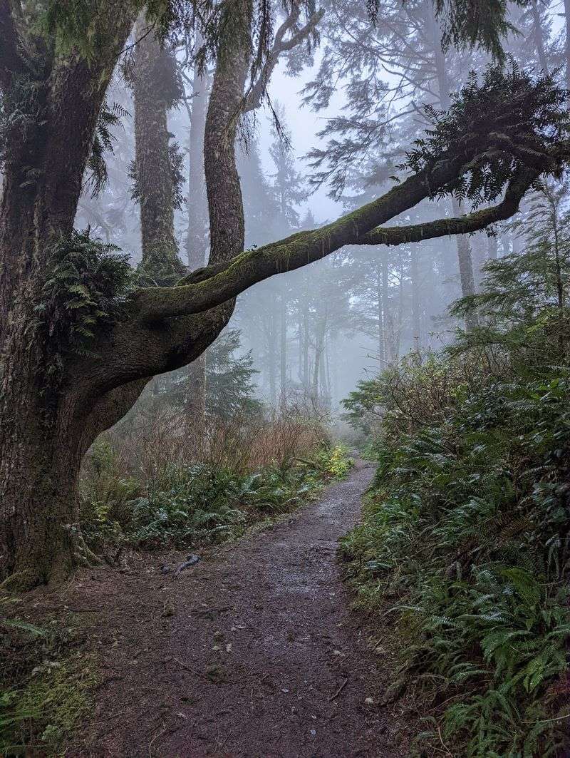 Cape Lookout Trail, Oregon Coast