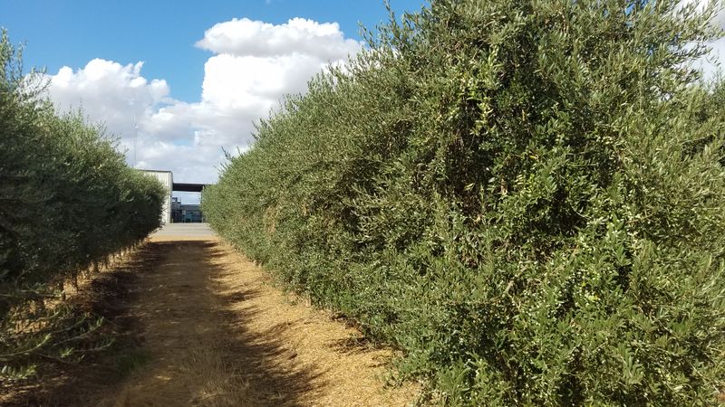 California Olive Ranch Everyday Olive Oil