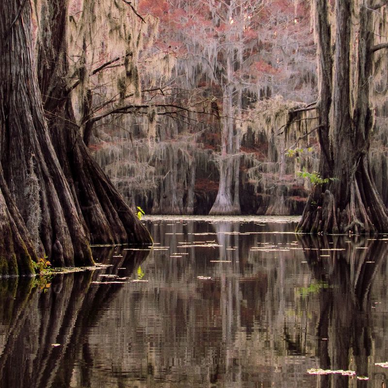 Caddo Lake