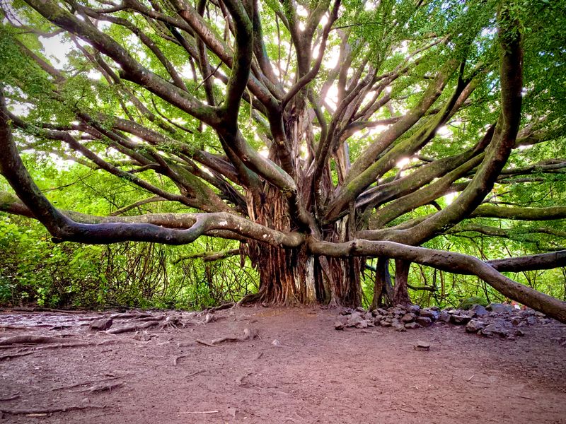 Pipiwai Trail to Waimoku Falls in Haleakala National Park