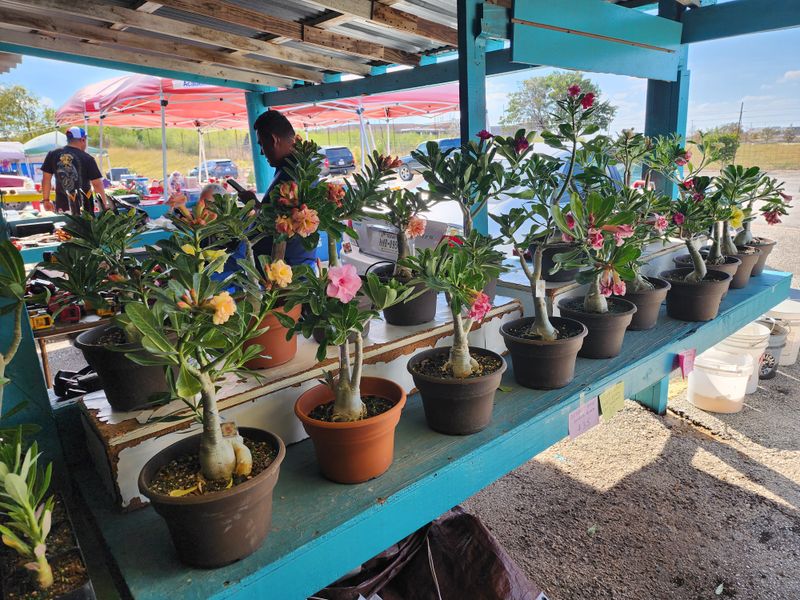 Plant Shops and Garden Finds