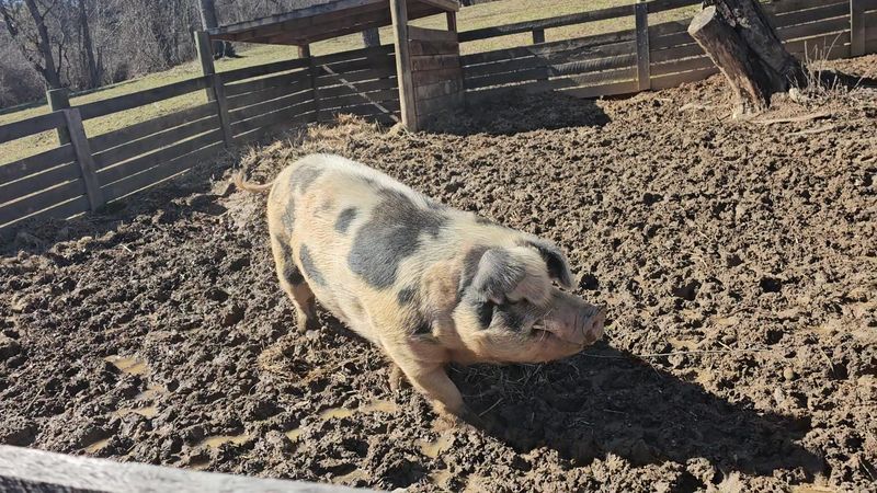 Farm Animals Add Life and Charm