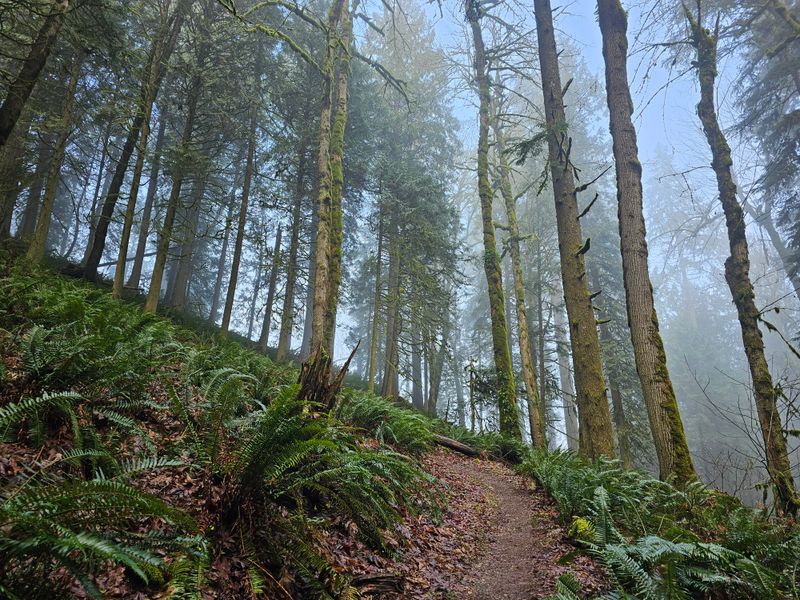 Wild Salmon And Bald Eagles Need Functional Habitat