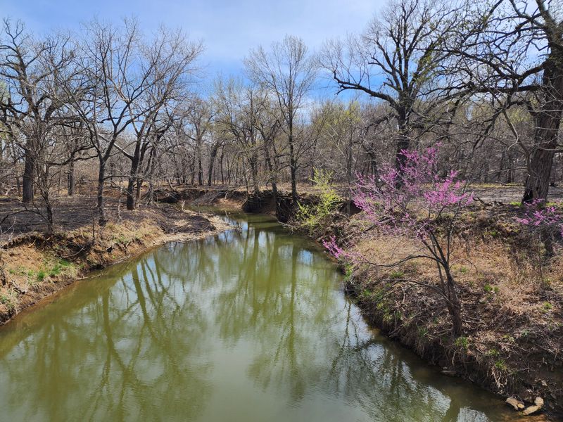 Wildlife Beyond the Bison