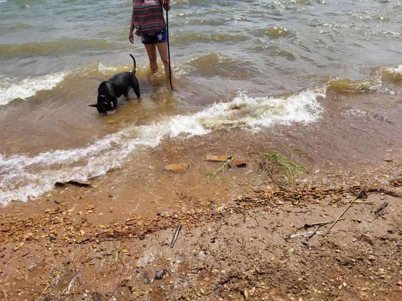 Pet-Friendly Spaces Where Your Dog Can Run Free