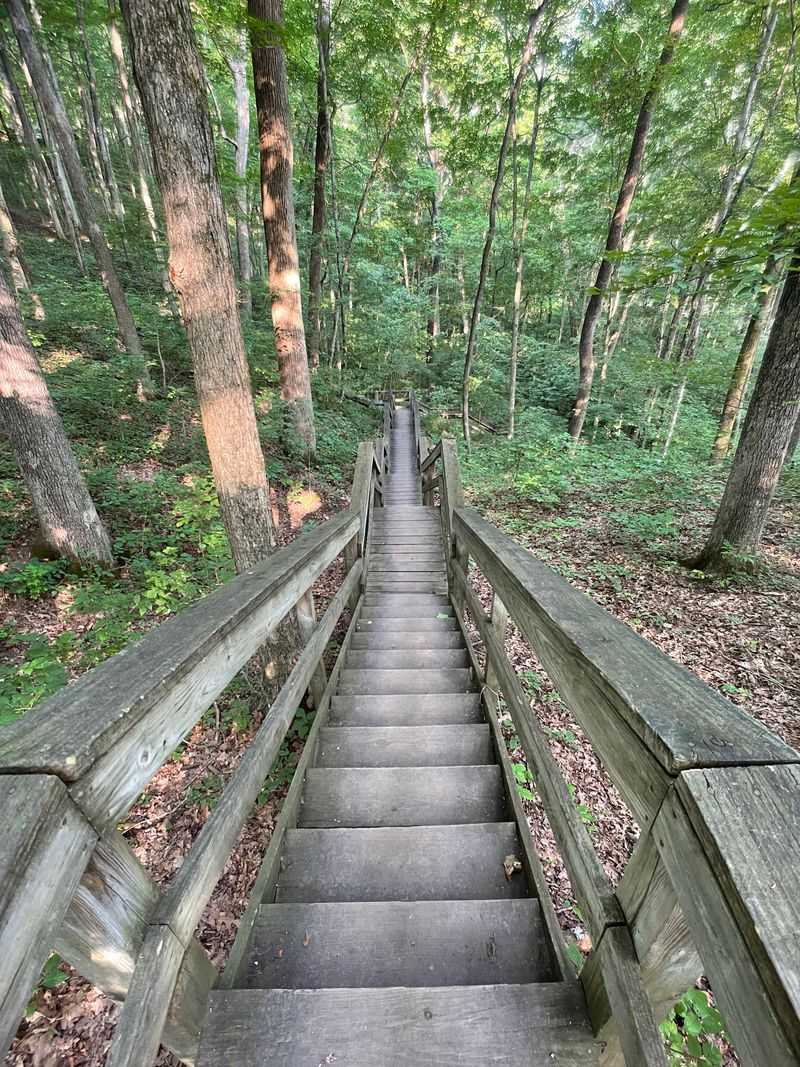 Abundant Wildlife and Fossil Discoveries Along the Creek