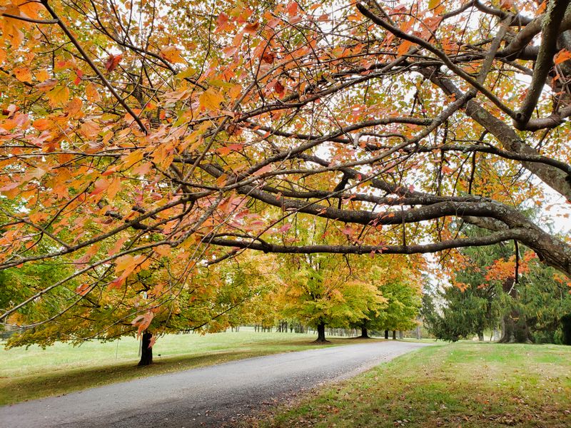 Scenic Walking Trails Through Woodland