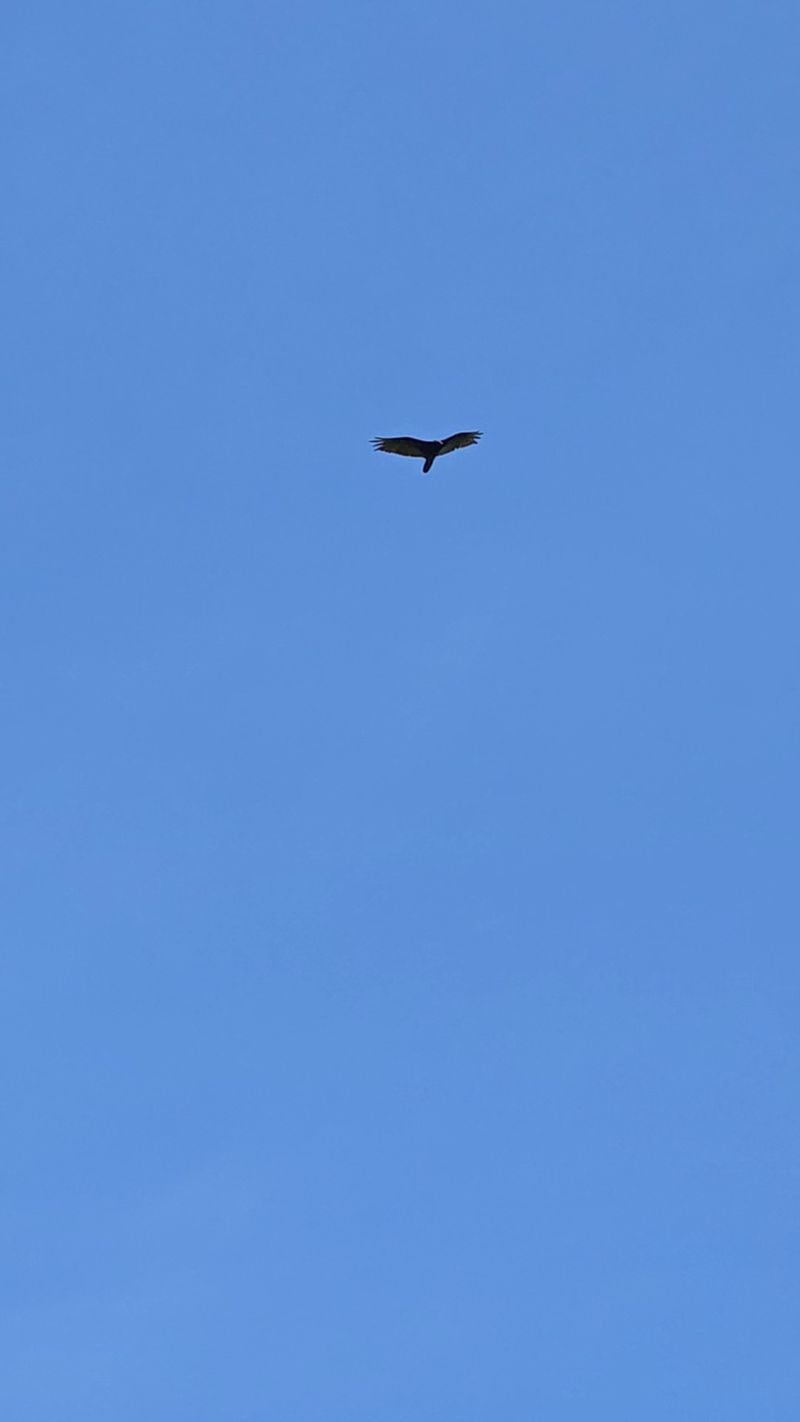 Wildlife Watching That Turns Every Visit Into a Safari