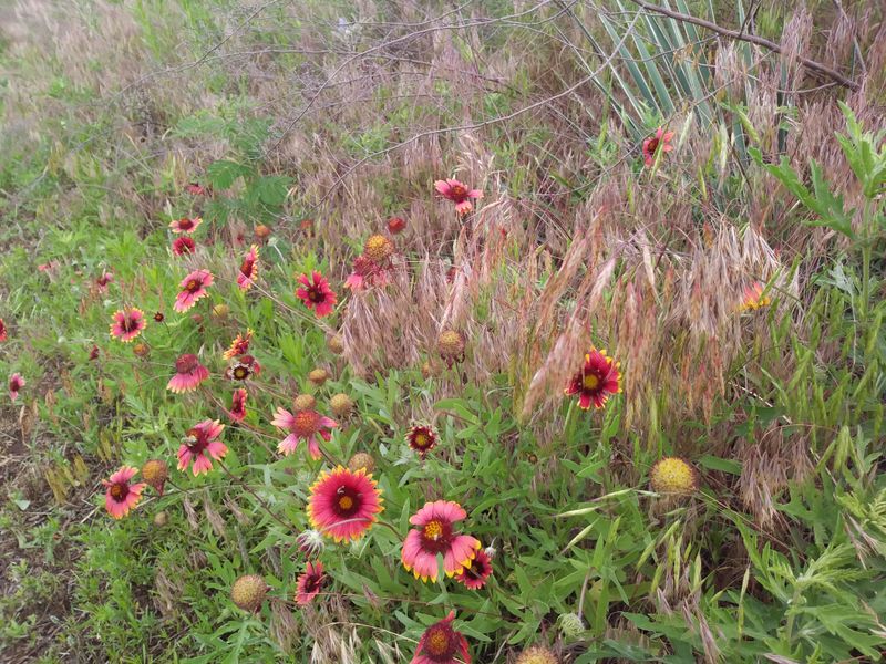 Seasonal Changes Across the Grassland