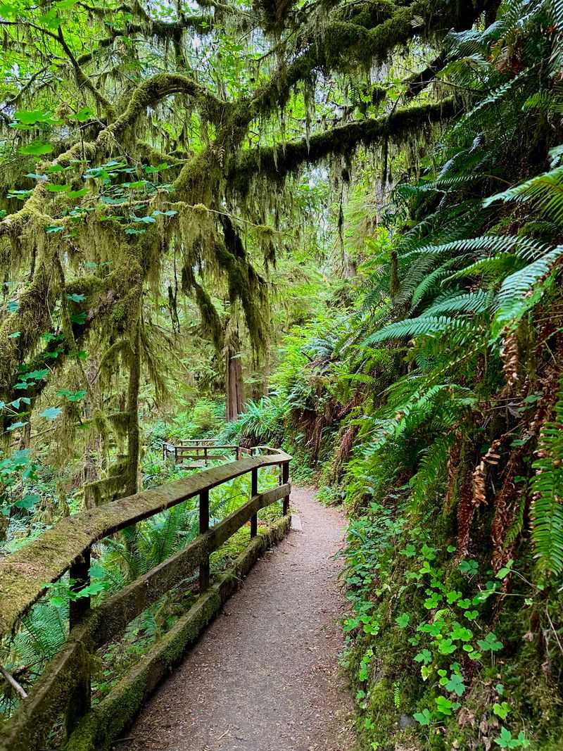 Quinault Rain Forest, Olympic National Park