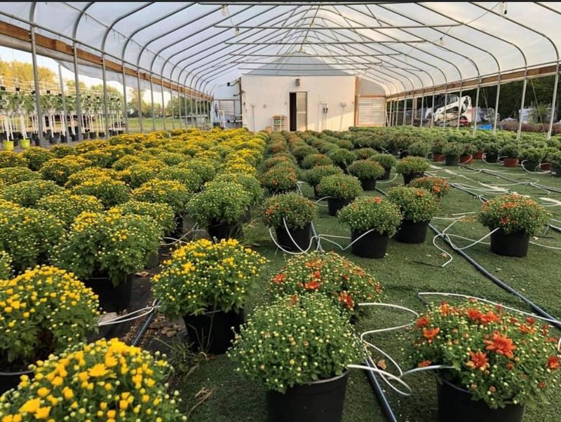 Seasonal Plants and Mums at Great Prices