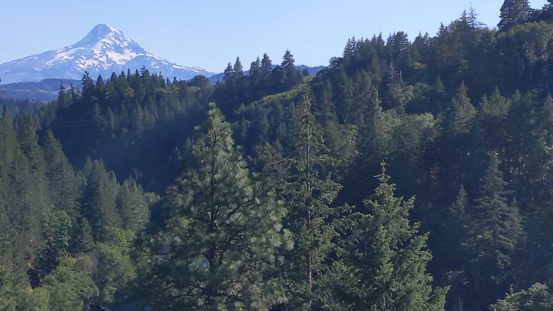 Mount Hood National Forest Backcountry: Solitude in the Woods