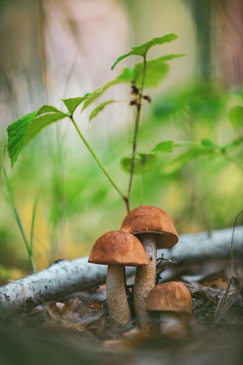 Why Mushrooms Are Treated As Natural Resources