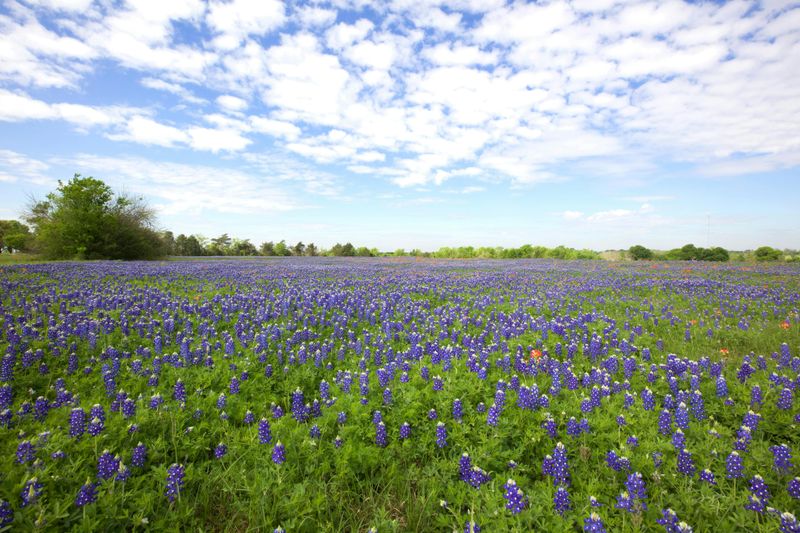 Everyone Comes For The Bluebonnets In Springtime