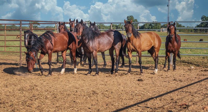 Personalized Four-Wheeler Tours Through Vast Ranch Terrain
