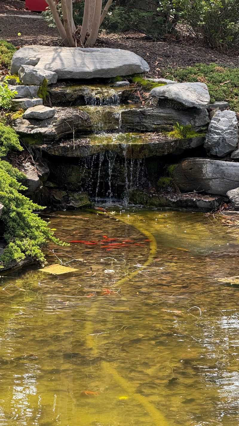 Koi Pond Adds Outdoor Charm