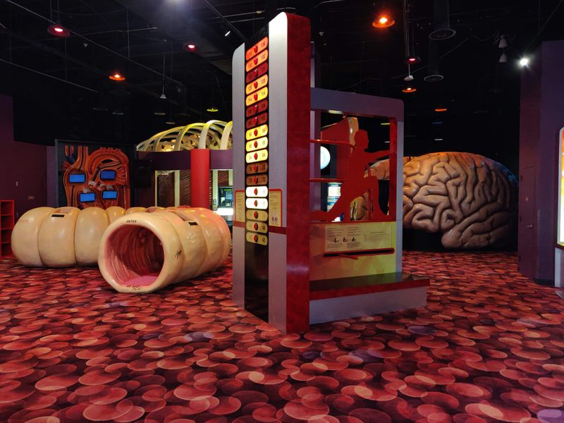 Crawl Through a Giant Intestine