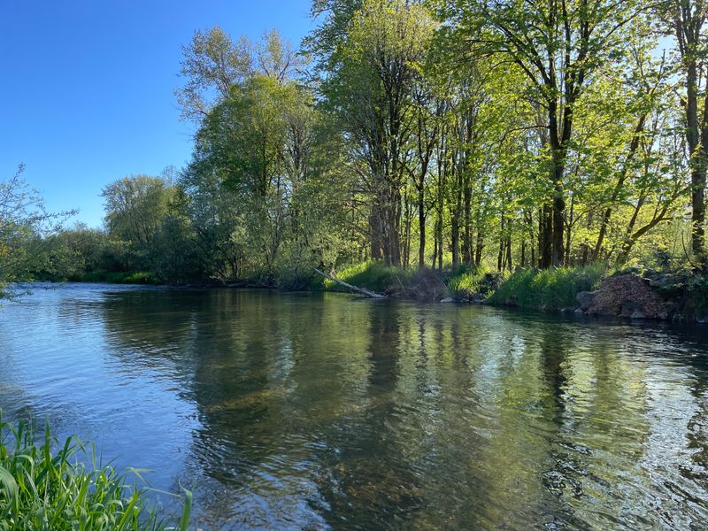 Schafer State Park, Riverine Pine Forest
