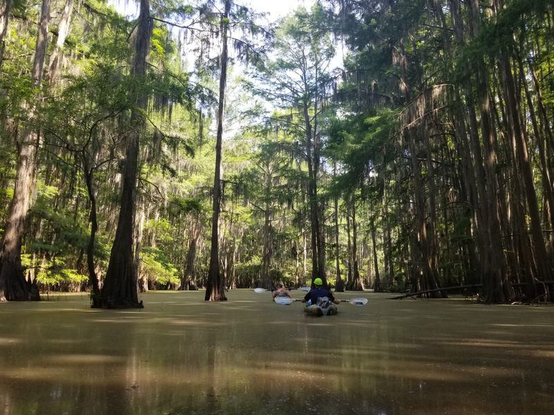 Big Cypress Bayou: Phantom Riverboats and Watery Whispers