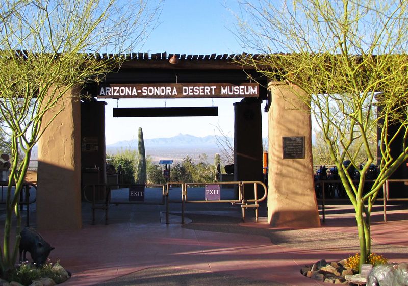 Tucson's Desert Museum Experience