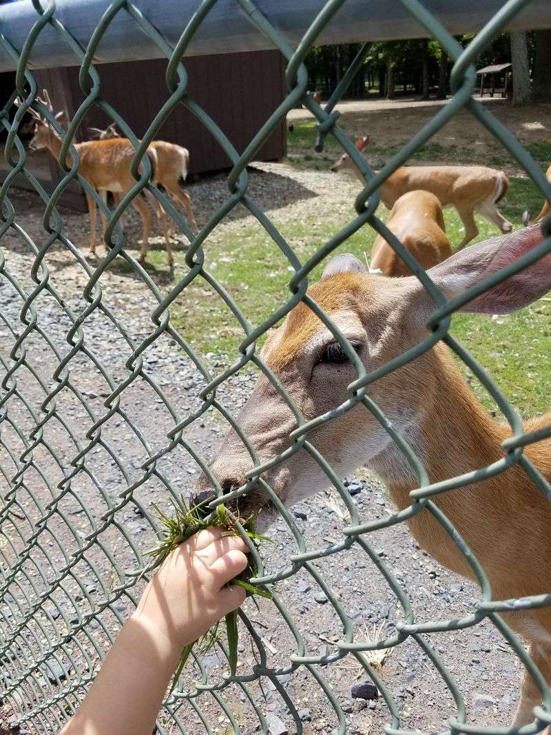 Thompson Park Zoo (Middlesex County), Monroe Township