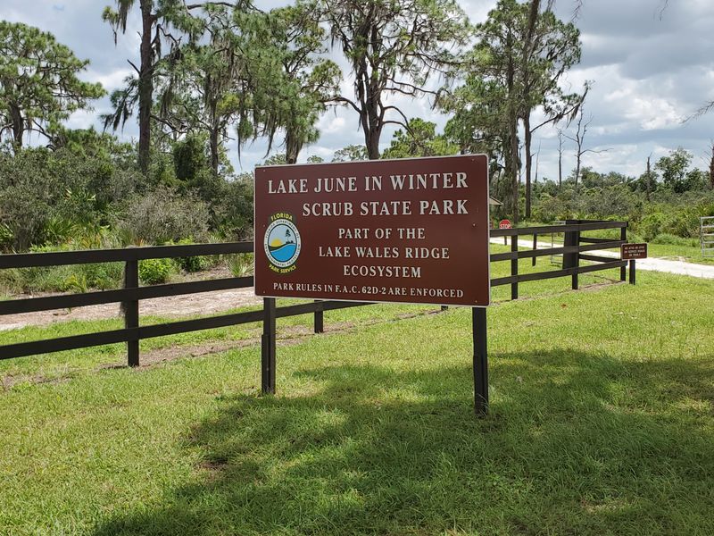Lake June In Winter Scrub State Park, Lake Placid