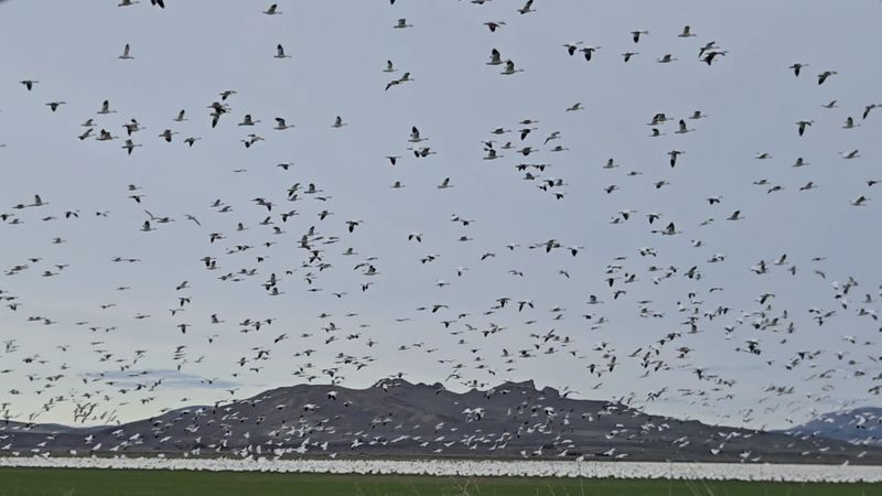 Klamath Basin National Wildlife Refuges