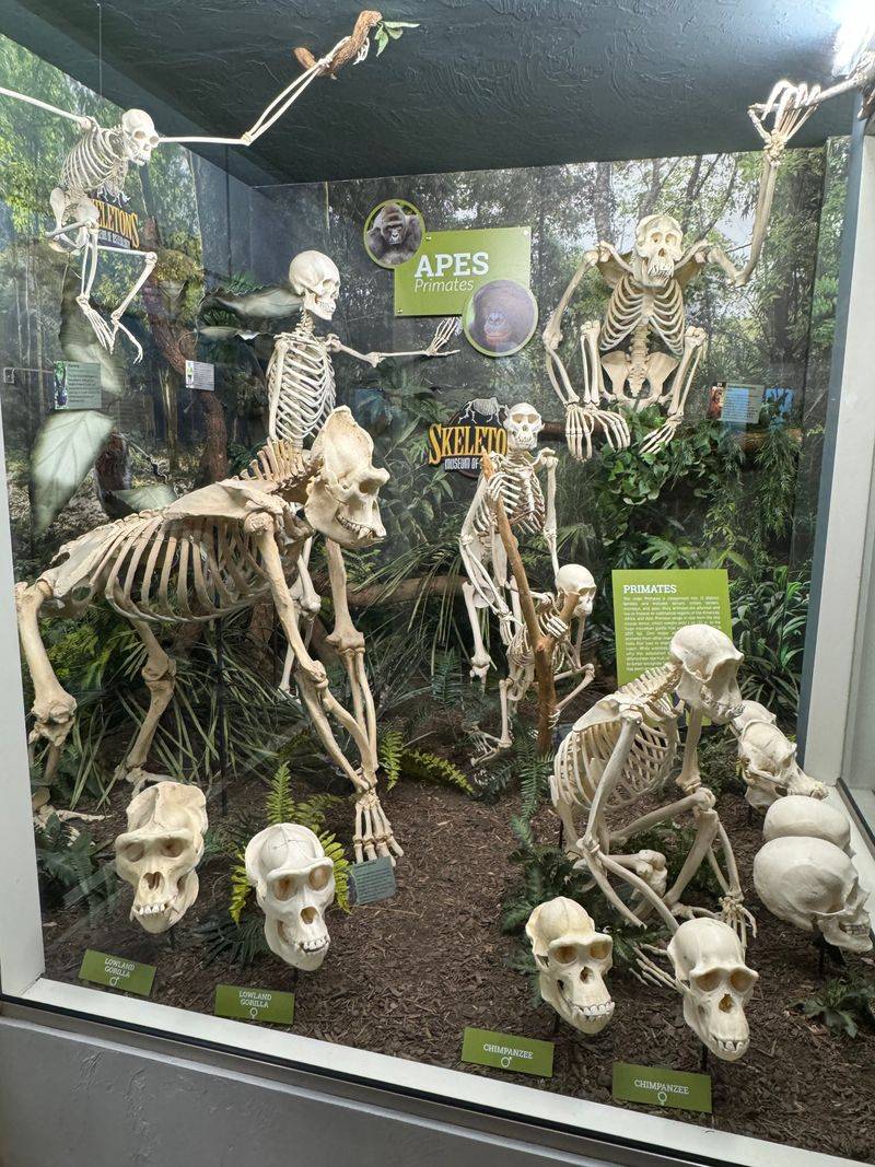 Scavenger Hunts Turn Casual Visitors Into Bone Detectives