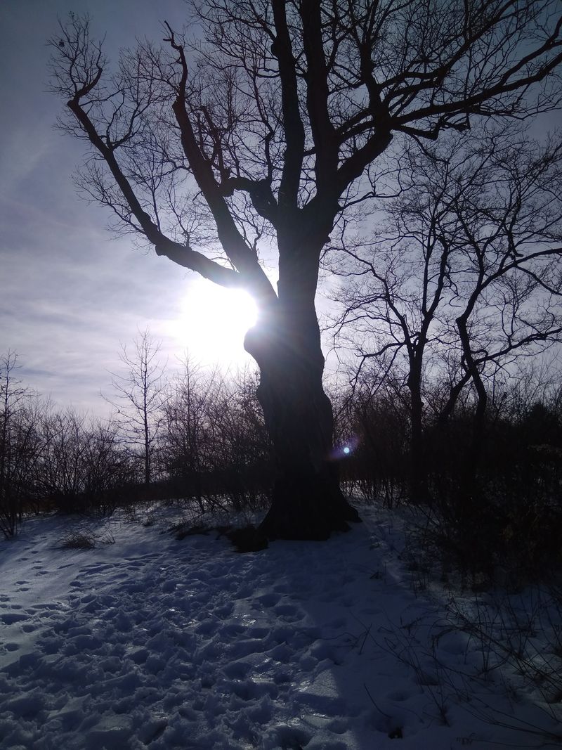 The Weird NJ Connection and Cultural Impact